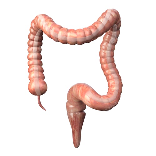 Preview: Large intestine medically accurate isolated on white. Human dige