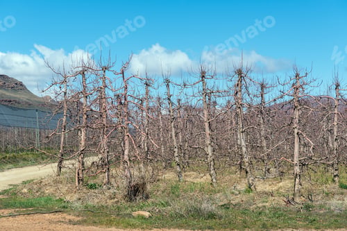 Preview: Fruit trees, using the espalier system, on the Katbakkies road