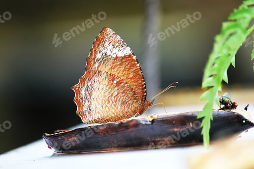 Preview: Palmfly butterfly Eating bananas