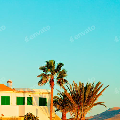 Preview: Canary Islands. Minimal. Palms. Sunset mood