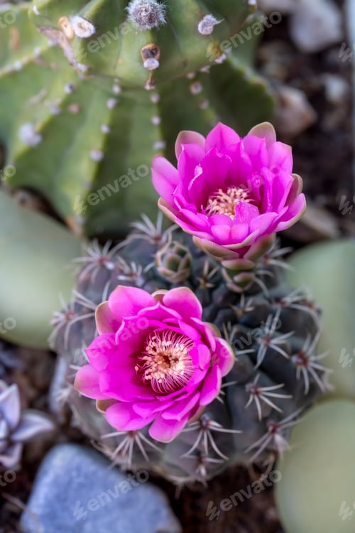 Preview: Blooming cactus variety in garden