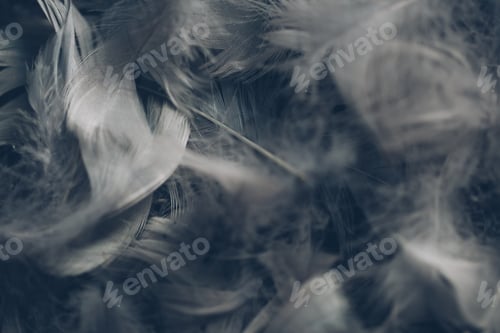 Preview: Soft background with grey feathers.