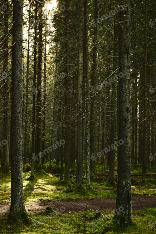 Preview: Sunlight streaming through a pine forest