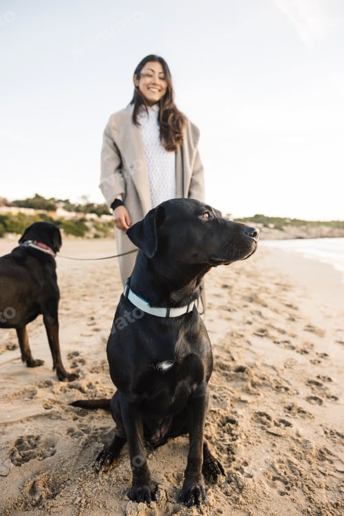 Preview: Woman walking two black dogs on sandy beach