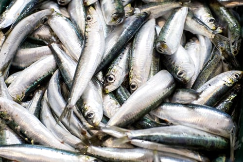 Preview: Fish market