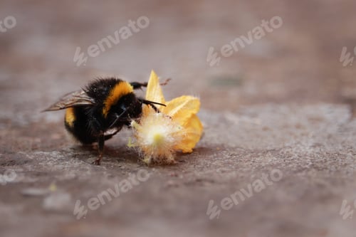 Preview: Close-up of a striped Bumblebee on yellow flower