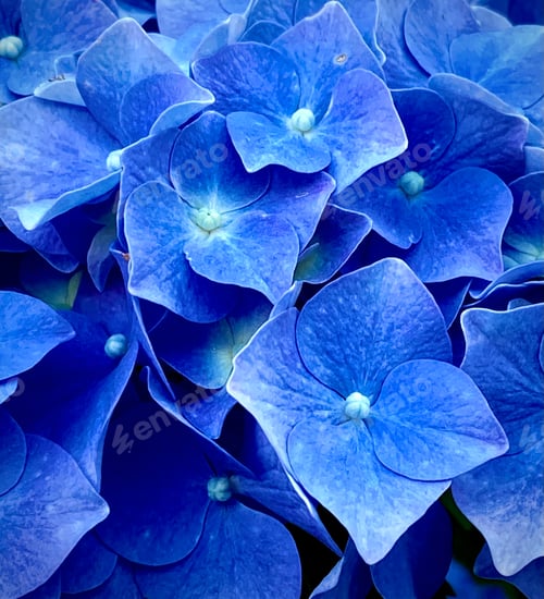 Preview: Close up of hydrangea flowers
