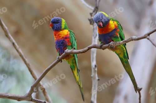 Preview: Lorrini birds perched atop a barren tree branch
