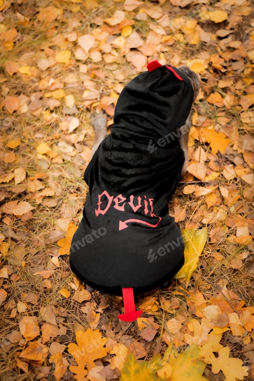 Preview: Halloween and Thanksgiving Holidays. Dog with pumpkins in the forest. Cute French Bulldog. Dog cost