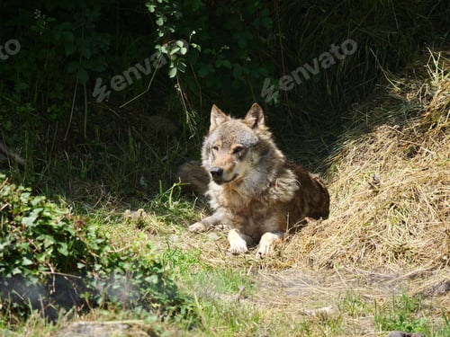 Preview: View of an Iberian wolf lying on the ground