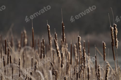 Preview: Lush and verdant field of bulrush, the tall grasses swaying in the gentle breeze