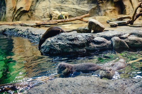 Preview: Eurasian Otters at the zoo