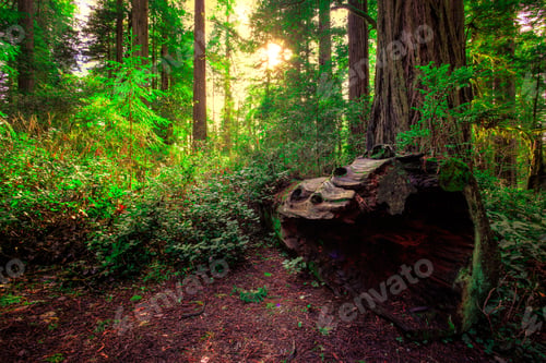 Preview: Fallen Tree, Redwoods National & State Parks, California