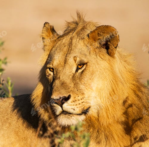 Preview: A Best wildlife tours in the world