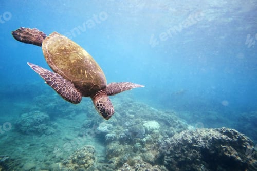 Preview: Sea Turtle Swimming Underwater near Coral Reef
