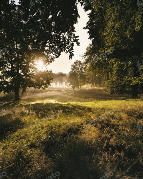 Preview: Sunlight though trees of forest