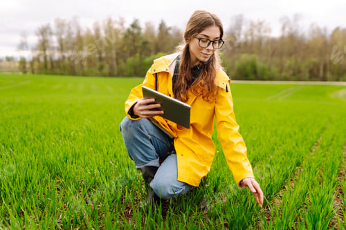 Preview: The woman agronomist uses a tablet, applications for monitoring the state of the field, plant