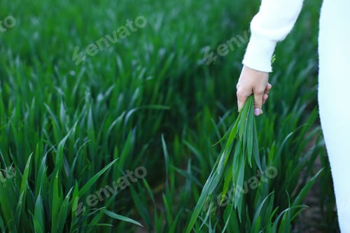 Preview: Hand with grass. Hand holds greens on a background of grass. Green