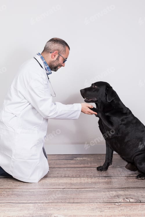 Preview: veterinarian man examining black labrador dog with stethoscope in clinic, medicine and pets