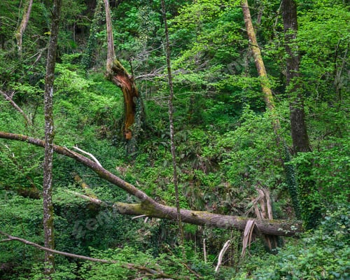 Preview: Chaotic aspect of a forest with broken trees and undergrowth