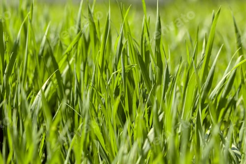 Preview: Background of green grass on a summer day