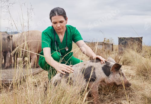 Preview: Vets enjoy the satisfaction that comes with getting to know a farm and its animals