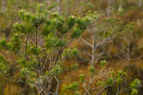 Preview: Spruce branches in the swamp in the Yelninsky Nature Reserve, Belarus,