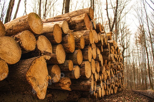 Preview: deforestation, cut down trees lie in a stack in the forest, collecting firewood