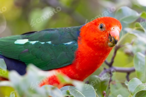 Preview: Australian King Parrot in Victoria Australia