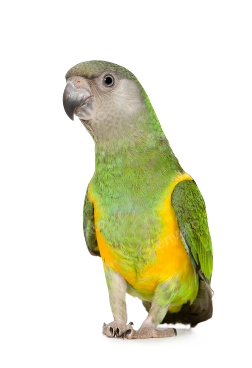 Preview: Senegal Parrot - Poicephalus senegalus