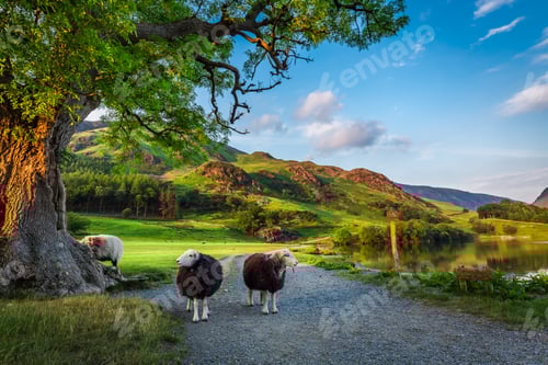 Preview: Two curious sheeps on pasture at sunset in the Lake District, England
