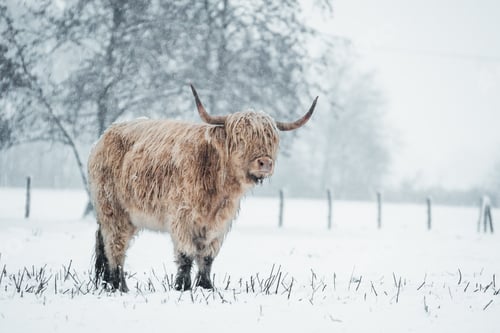 Preview: Scottish Highlander Cow Cattle covered with snow in nature 2022