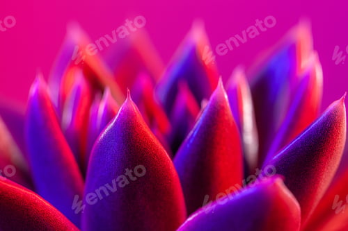 Preview: Close-up of a green agavoides echeveria flower on a vibrant dark pink background.