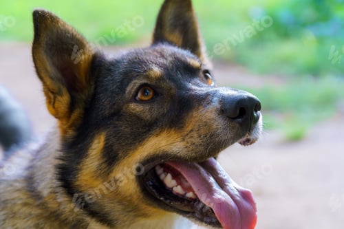 Preview: Close-up view of a shepherd dog looking and tongue tiring with playfulness near home a head of a