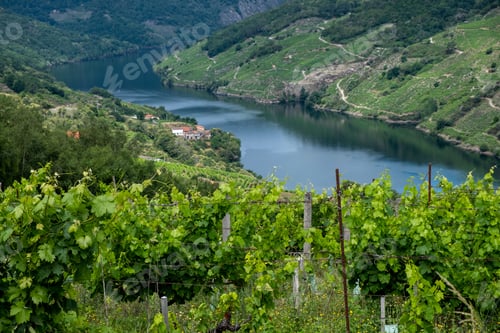 Preview: The landscape of vineyards in the Ribeira Sacra on a cloudy day. Galicia, Spain.
