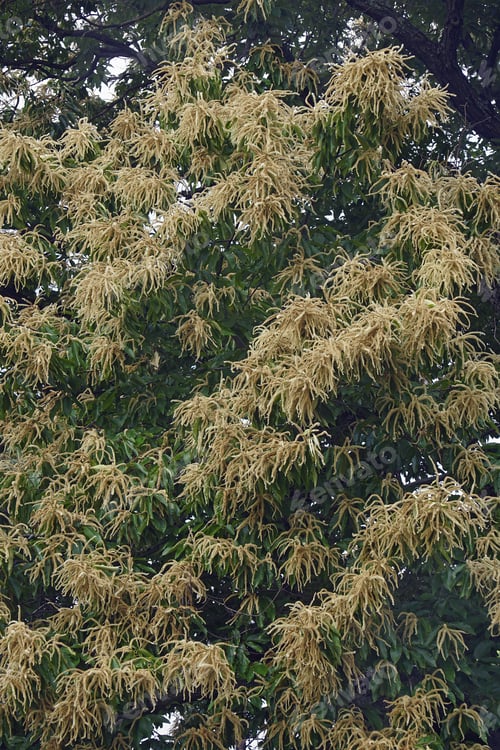 Preview: American Chestnut (Castanea Dentata)
