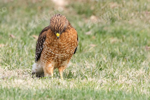 Preview: Red-shouldered hawk on grass