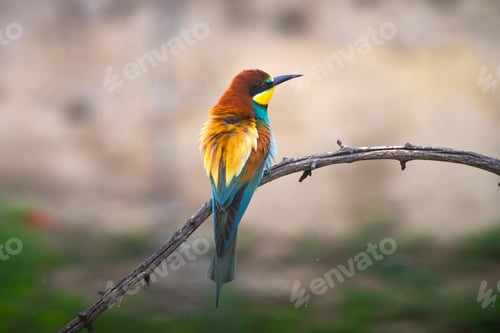 Preview: European bee eater, Merops apiaster. Common bee-eater. Close-up
