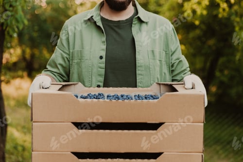 Preview: Farmer hands taking and holding cardboard box full of containers with blueberry