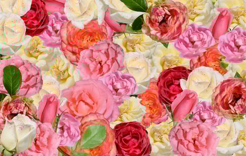 Preview: A lush background of a variety of vibrant roses and tulips