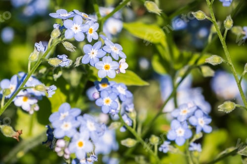 Preview: Forget-me-not (Myosotis sylvatica) wildlflowers