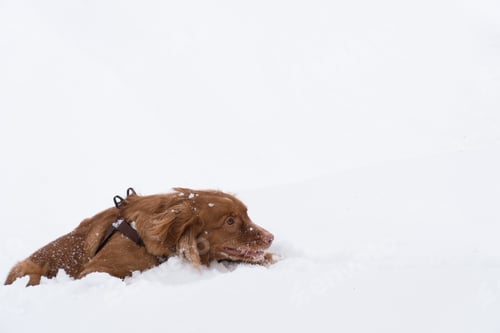 Preview: Young nova scotia duck toller retriever jumping through snow in winter