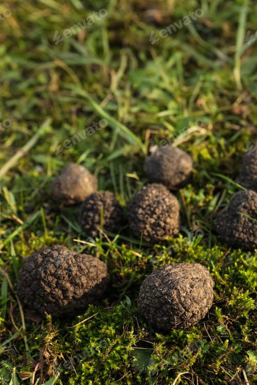 Preview: Fresh truffles on green grass, closeup view