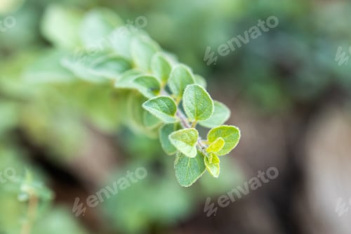 Preview: Wild oregano growing in a garden. Oregano sign.Small Oregano Plant
