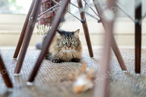 Preview: Cute curious cat sitting at home under the dining table