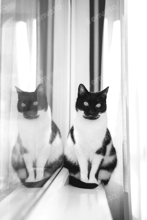 Preview: Cat in the window