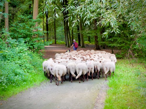 Preview: Shepherd and sheep