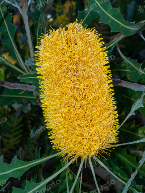 Preview: Australian Banksia in Flower