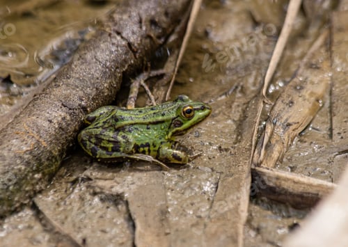 Preview: Green frog on mud
