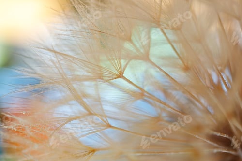 Preview: Dandelion with Water Drops Filtered